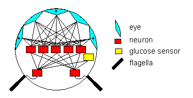 bizotoon schemacitus